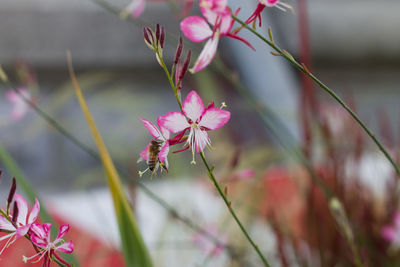 Close-up of pink flowering plant