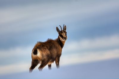 Deer standing on field against sky