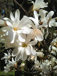 Close-up of white flowers