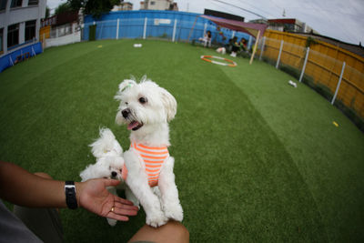 Portrait of white dog on grass