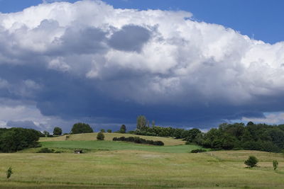 Trees on field against sky