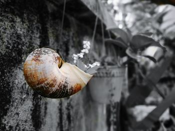 Close-up of snail