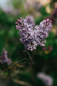 Close-up of purple flowering plant on field