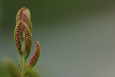 Close-up of leaves