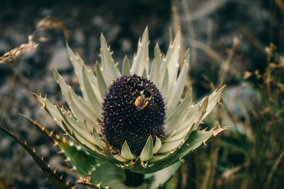 Close-up of flower growing on field