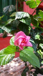 Close-up of pink hibiscus blooming outdoors