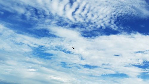 Low angle view of bird flying in sky