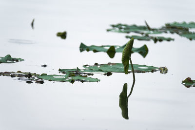 Close-up of leaves floating on water against sky