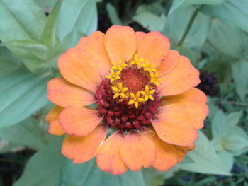 Close-up of orange flower blooming outdoors