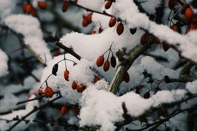 Snow covered cherry tree