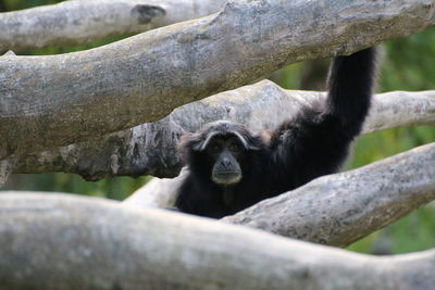 Portrait of chimpanzee sitting on tree branch