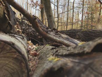 Close-up of bare tree in forest