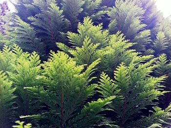 Close-up of plants