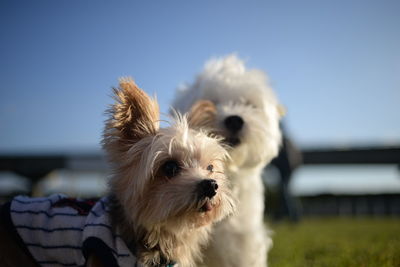 Close-up portrait of dog against clear sky
