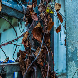 Close-up of dry leaves on plant against wall