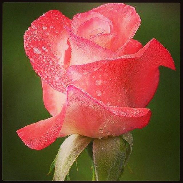 flower, petal, transfer print, freshness, flower head, fragility, close-up, auto post production filter, beauty in nature, single flower, red, growth, water, drop, blooming, nature, rose - flower, pink color, plant, focus on foreground