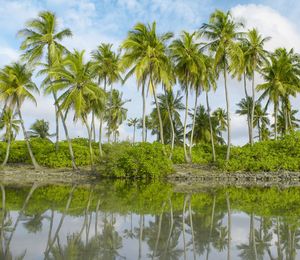 Palm trees by lake against sky