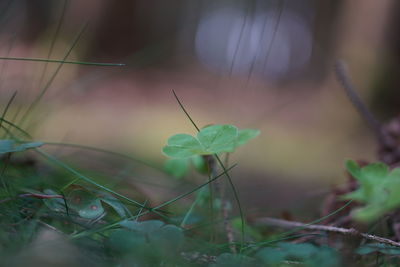 Close-up of small plant growing on field