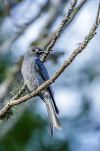 Close-up of bird perching on branch