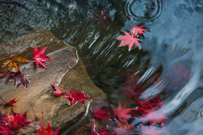 High angle view of red maple leaves floating on lake