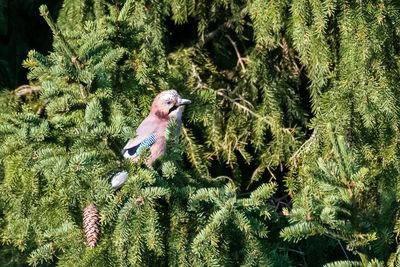 View of lizard on tree