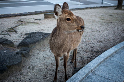 Deer standing on pathway