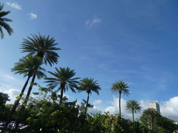 Low angle view of palm trees against sky