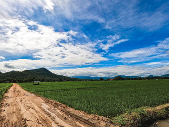 Scenic view of agricultural field against sky