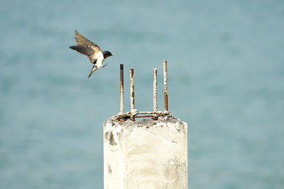 Seagull flying over sea