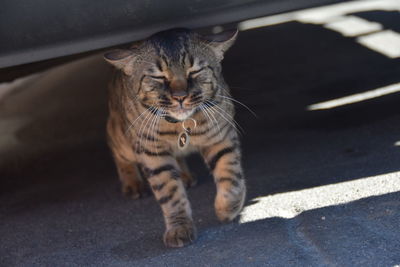 Close-up of cat