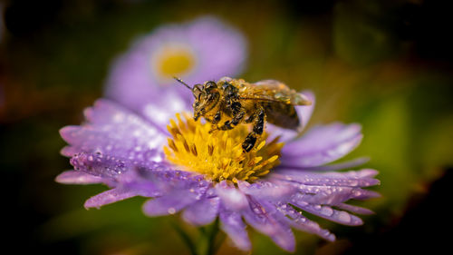 Close-up of bee pollinating on flower