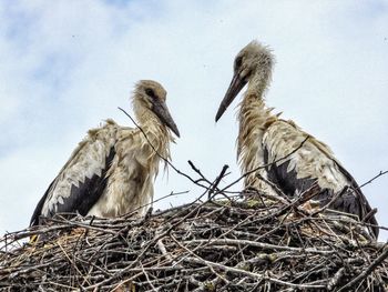 Low angle view of birds in nest against sky