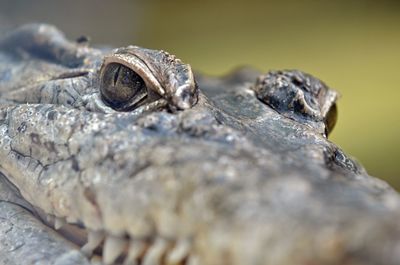 Close-up of lizard on rock