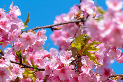 Close-up of pink cherry blossom flowers