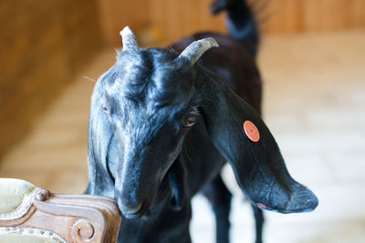 Close-up of goat at home