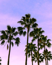 Low angle view of palm trees against sky. 