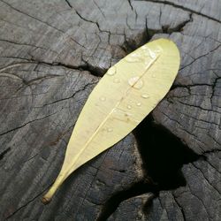 Close-up of maple leaf on water