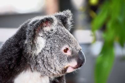 Close-up of koala looking away