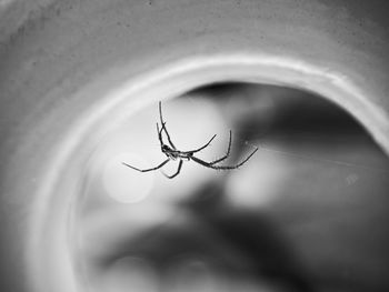 Close-up of spider on web