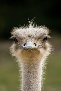 Close-up portrait of ostrich