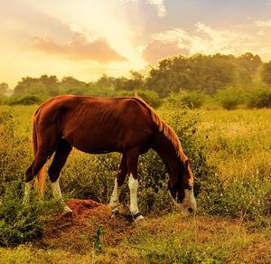 Horses grazing in a field