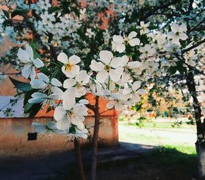 Close-up of flowers on tree