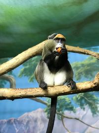 Close-up of monkey sitting on branch