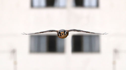 Close-up of bird flying