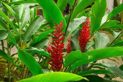 Close-up of red flowering plant