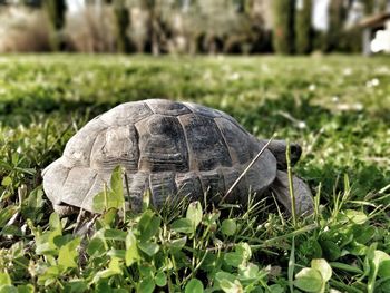 Close-up of a turtle in the field