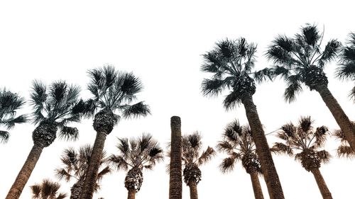 Low angle view of palm trees against clear sky