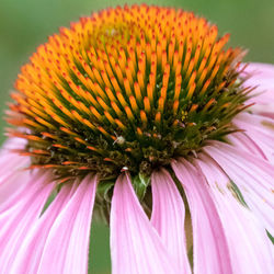 Close-up of pink flower