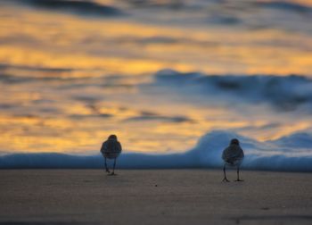 Bird perching on beach against sky during sunset