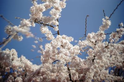 Low angle view of cherry blossoms against sky